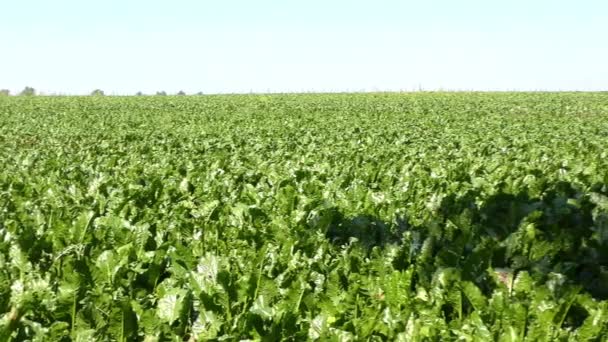 Green leaves  sugar beet — Stock Video