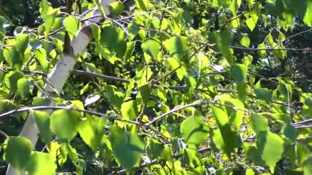 绿色的树叶桦木 — 图库视频影像