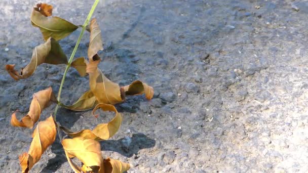 Grüne Blätter auf der Straße — Stockvideo