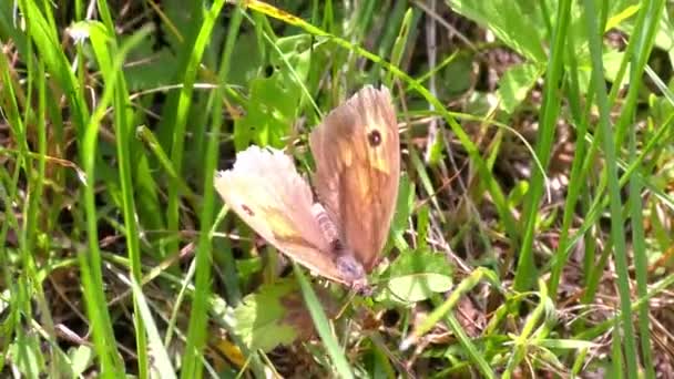 Brązowy motyl na lato — Wideo stockowe