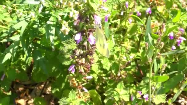 Weiße Schmetterlinge im Sommer — Stockvideo