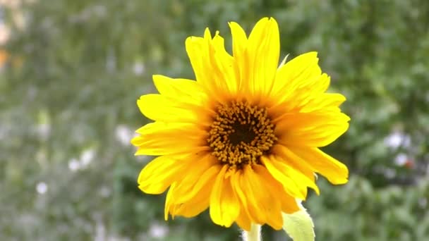 Tournesol dans le vent — Video