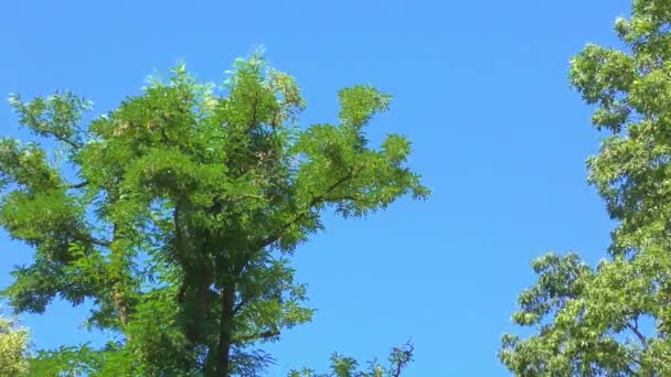 Stromy v lese v letním dni — Stock video