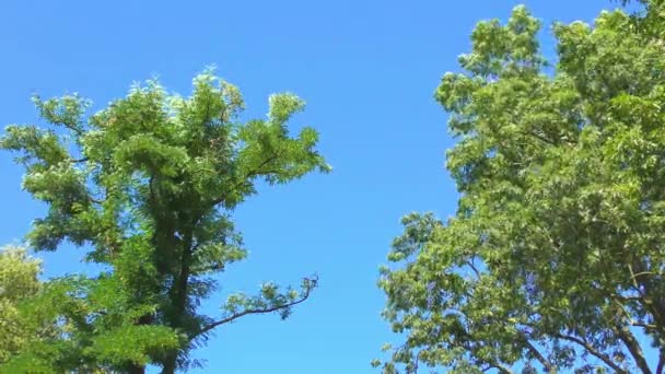 Träden i skogen sommardag — Stockvideo