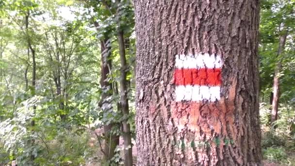 Tschechisches Touristenschild am Baum — Stockvideo