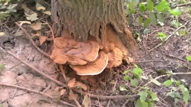 O fungo da árvore — Vídeo de Stock