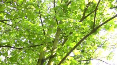 Dallarda yeşil yapraklar      