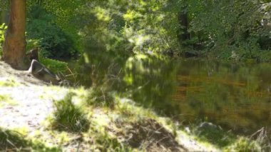 Orman akışında fx ışık