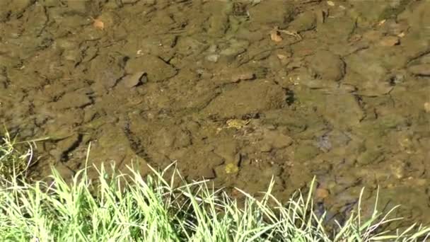 Žába v řece — Stock video