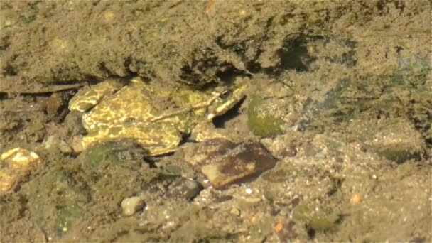 Жаба в річці — стокове відео