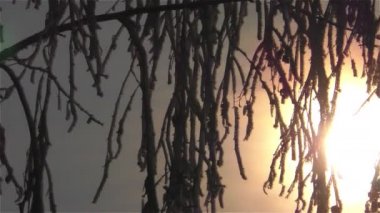 Sis buzlu çiçek benzeyen ağaç dalları üzerinde dondurulmuş