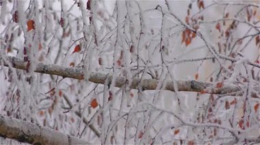 Sis buzlu çiçek benzeyen ağaç dalları üzerinde dondurulmuş
