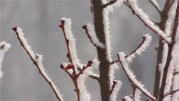 Bevroren mist op boomtakken die lijkt op de ijzige bloemen — Stockvideo