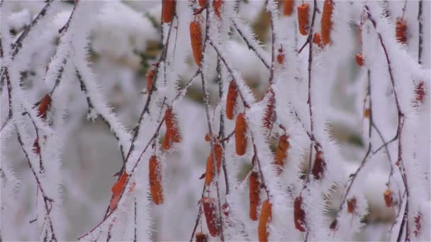 Bevroren mist op boomtakken die lijkt op de ijzige bloemen — Stockvideo
