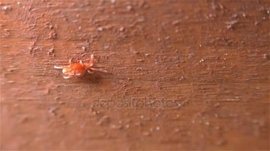 kene - paraziter arachnid