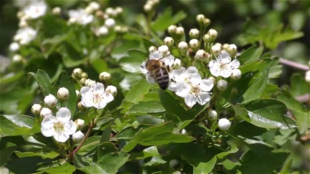 Μέλισσα στο λουλούδι — Αρχείο Βίντεο