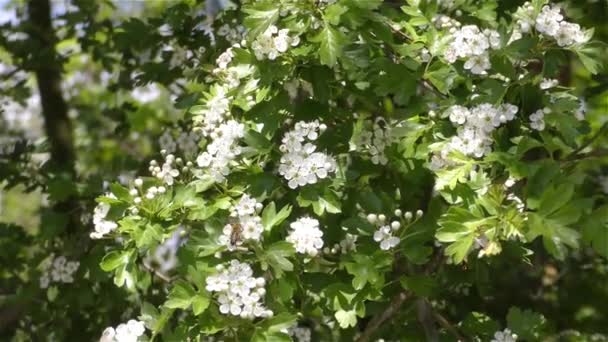 Bee on the flower — Stock Video