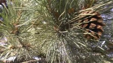 rüzgara karşı hareket yeşil çam dalı