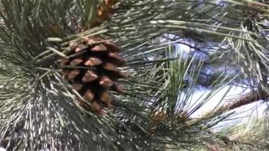 rüzgara karşı hareket yeşil çam dalı
