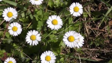 Bahar çiçekleri orman ve Bahçe 