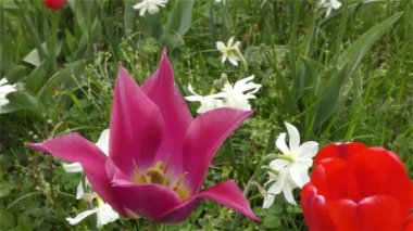 Bahar çiçekleri orman ve Bahçe 