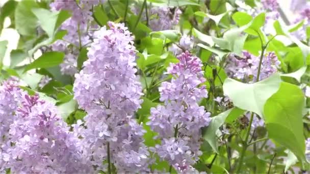 Spring Flowers in Forest and Garden — Stock Video
