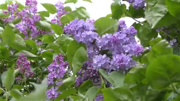 Весенние цветы в лесу и саду — стоковое видео