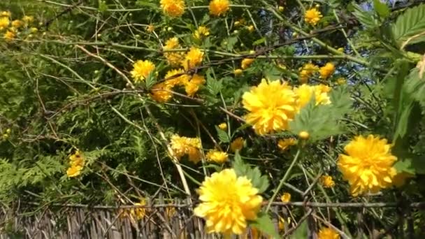 Весняні квіти в ліс і сад — стокове відео