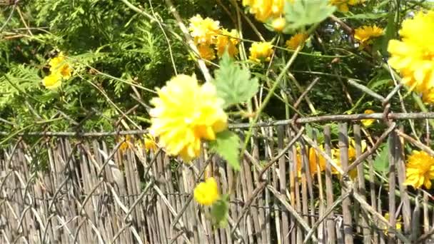 Λουλούδια άνοιξης στο δάσος και τον κήπο — Αρχείο Βίντεο