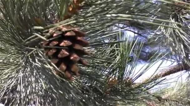 Groene pijnbomen branch bewegen in de wind — Stockvideo