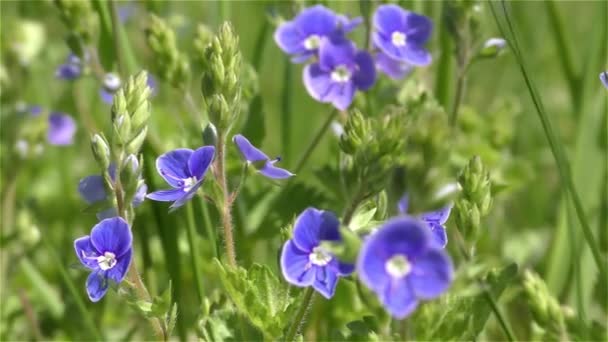 Fiori di Primavera in Foresta e Giardino — Video Stock