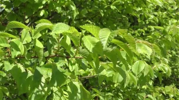 Зелене листя на гілках — стокове відео