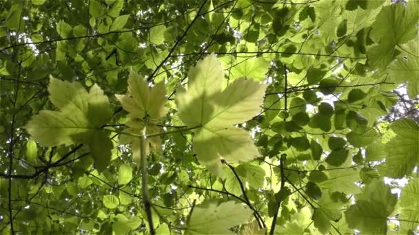 Zelené listy na větvích — Stock video