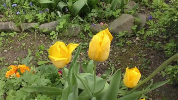Wiosenne kwiaty w Las i ogród — Wideo stockowe