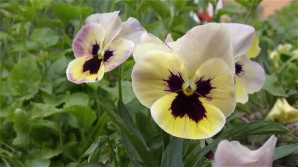 Lentebloemen in bos en tuin — Stockvideo