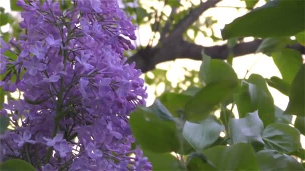 Lentebloemen in bos en tuin — Stockvideo