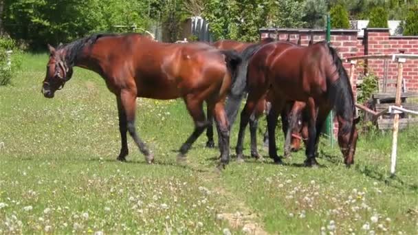 Pferdeherde weidet auf Weide — Stockvideo