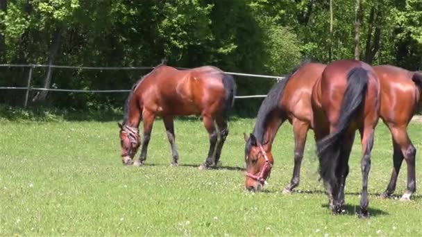 Pferdeherde weidet auf Weide — Stockvideo