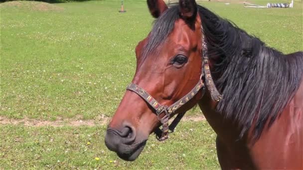 Caballo parado en un pasto — Vídeos de Stock