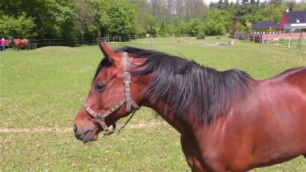 Koń stoi na pastwisku — Wideo stockowe