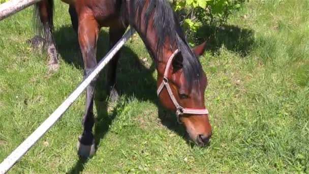 Caballo parado en un pasto — Vídeo de stock