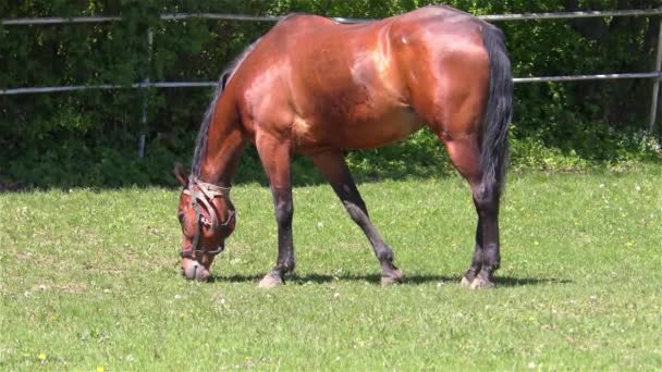 Caballo parado en un pasto — Vídeo de stock