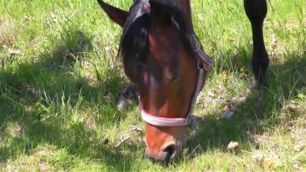 Paard staan in een weiland — Stockvideo