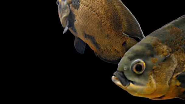 Peixe tropical amazônico - Óscar de tigre, fundo preto — Vídeo de Stock