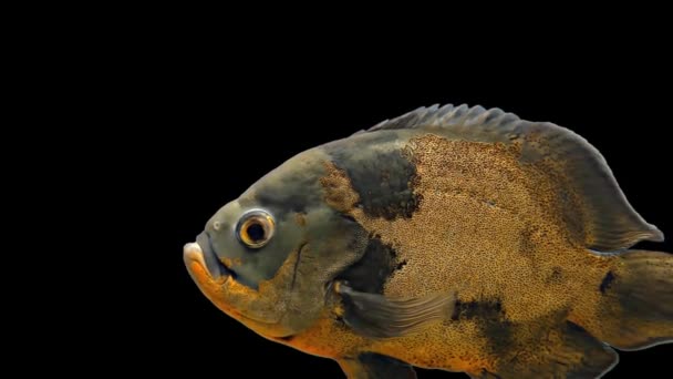 Amazon tropische vissen - Tiger Oscar, zwarte achtergrond — Stockvideo