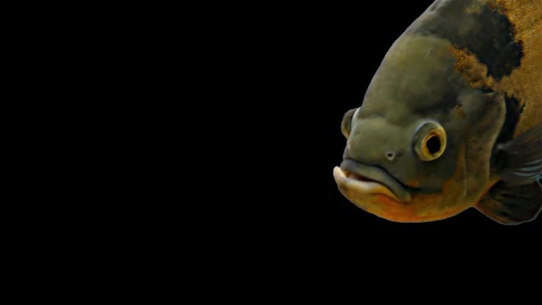 亚马逊热带小鱼-老虎奥斯卡，黑色背景 — 图库视频影像