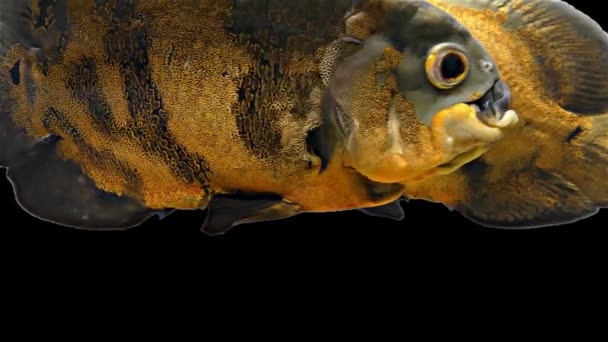 Tropikalne ryby Amazonii - Tiger Oscar, czarne tło — Wideo stockowe