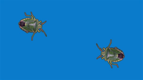 Bogue puante verte, fond bleu 