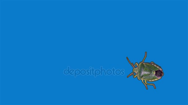 Bogue puante verte, fond bleu 