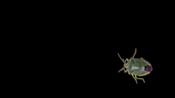 Зеленый вонючий жук, черный фон — стоковое видео